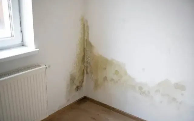 Damp-and-mould-oct-2026-1